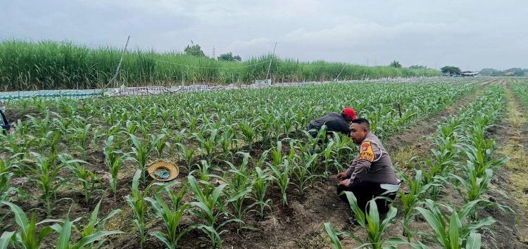 Kapolsek Tarik Dampingi Petani Cegah Gagal Panen